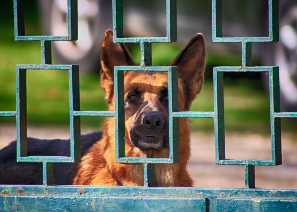 #1. German shepherd